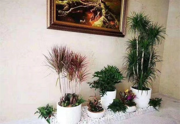 绿植